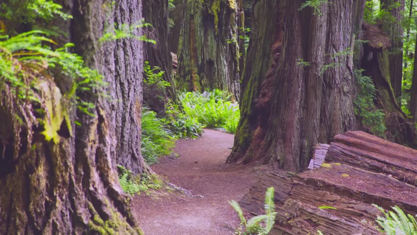 A peaceful, immersive shot of a dirt hiking trail as it winds through a lush, dense forest of massive, centuries-old redwood trees and vibrant green ferns in Prairie Creek Redwoods State Park, part of