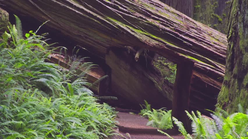 High-quality footage of a hiking trail passing through a giant hollowed-out fallen redwood log. Located within the primeval old-growth forest of Prairie Creek Redwoods State Park, this scene features