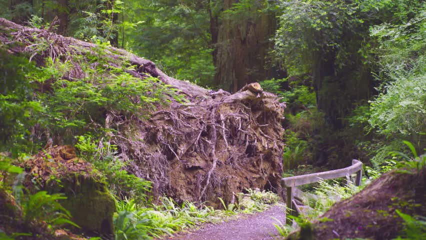 A large, old-growth redwood tree has fallen, its massive root ball exposed beside a hiking trail in the lush forest of Prairie Creek Redwoods State Park, part of the larger Redwood National and State