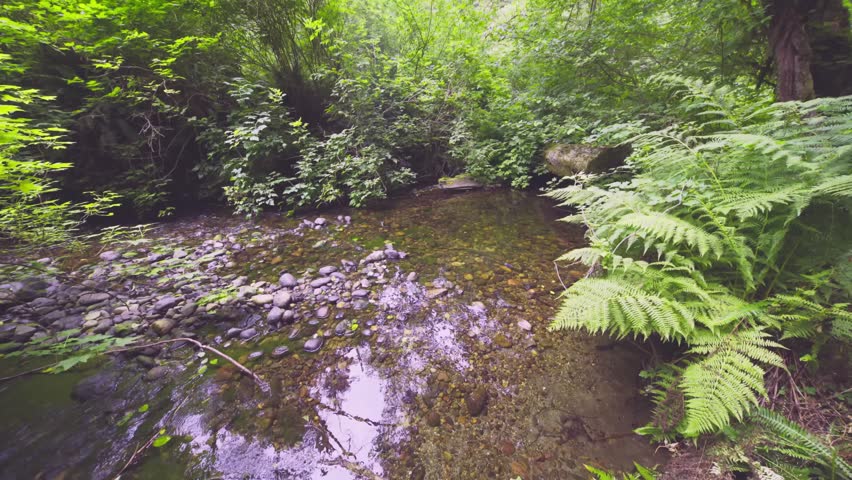 A peaceful, wide-angle shot of a shallow, rocky creek meandering through the vibrant, green forest floor of Fern Canyon. The canyon walls are densely covered in lush ferns and riparian vegetation, sha