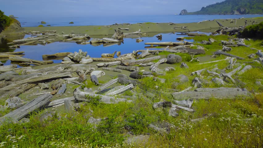 Footage of the rugged California coastline along the Coastal Trail and Hidden Beach in Redwood National Park. The scene features piles of weathered driftwood on the grey sand, tide pools, and a rocky