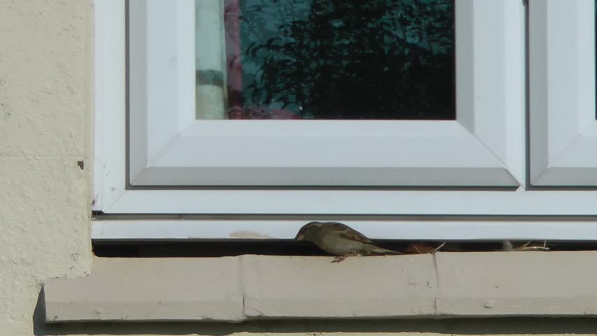 Sparrow on a window ledge fly's away