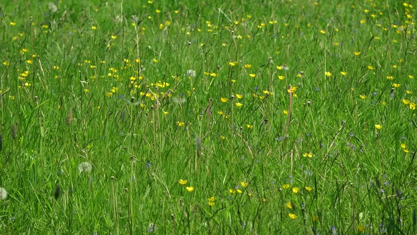 Meadow Grass in Spring