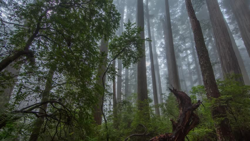 Footage of a tranquil, misty morning within the old-growth redwood forest of Redwood National Park, California. The scene captures towering Sequoia sempervirens trees reaching into a soft layer of fog