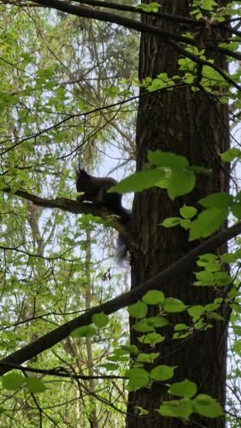Wild squirrel sitting on a tree branch and eating in natural forest environment. Calm wildlife moment with authentic bird sounds in the background. Peaceful and natural scene showing animal behavior in the wild.