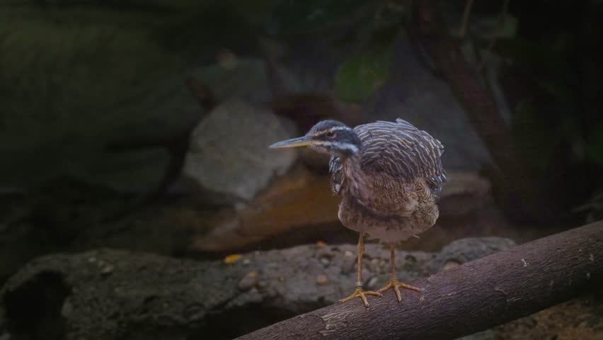 Sunbittern (Eurypyga helias) cautiously watches camera
