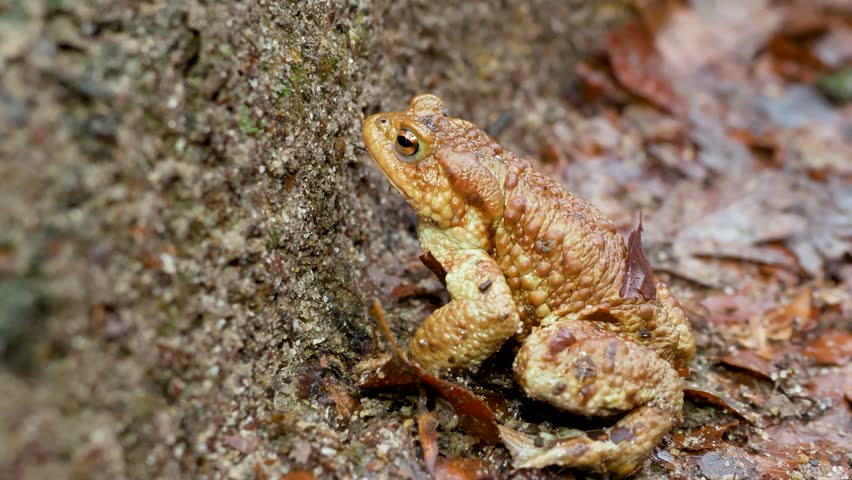 Common toad closeup in forest amphibian wildlife biodiversity 4k handheld video