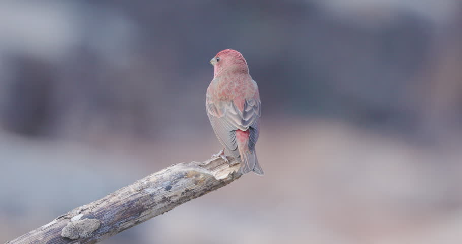 Vibrant Red male Common Rosefinch looking around from a wooden perch before taking flight.