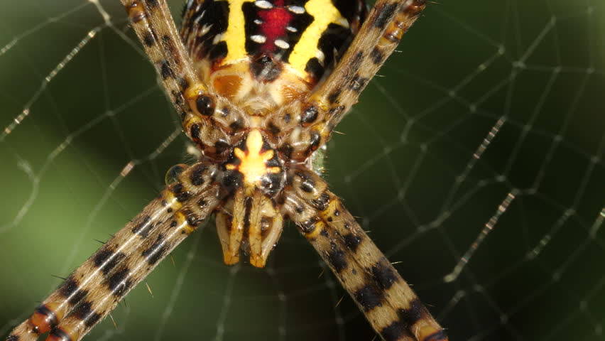 Super close-up: Detailed fangs and eyes of a Signature spider waiting in its orb-web