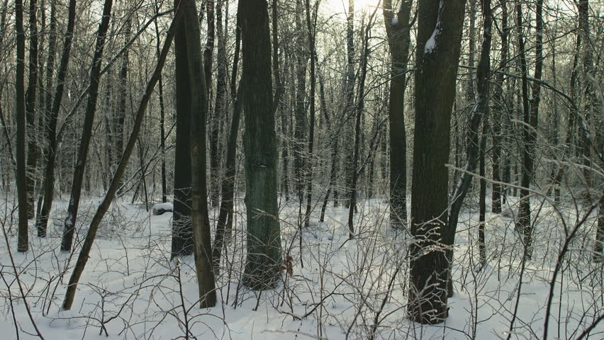 A quiet, snow-covered forest filled with tall trees and frosty undergrowth, captured in soft natural light during winter.