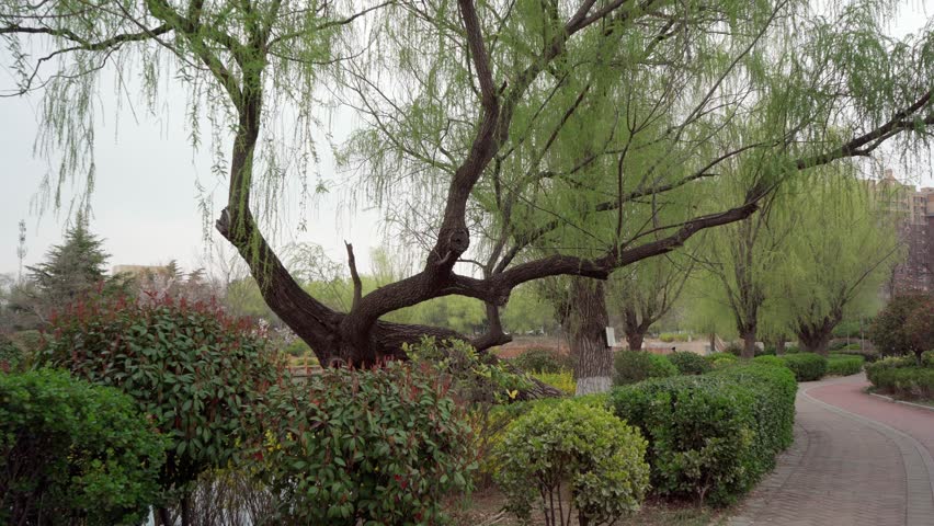 An old willow tree with a leaning trunk, its top close to the ground, branches extending to both sides to balance the trunk, with buds hanging down.
