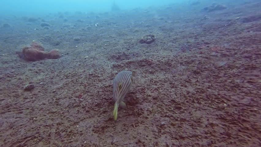 Underwater footage of a pufferfish swimming across a silty ocean floor