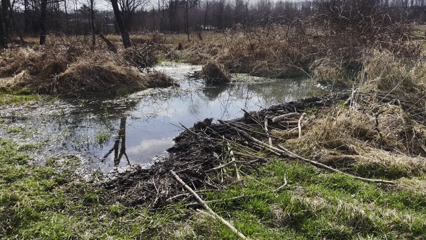 Eurasian beaver dam made of branches and mud creating a small wetland pond in spring nature