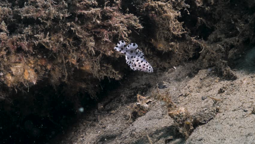 A juvenile Humpback Grouper (Cromileptes altivelis) flamboyantly swims around showing its distinctive black spots on its body. Underwater view