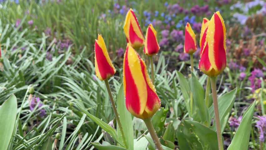 Close-up shot of bicolor tulips. Low angle highlights petal stripes. Background: lush green leaves, hints of purple flowers.