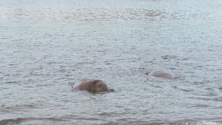Observe majestic Arctic Walrus Odobenus rosmarus engaging in a territorial dispute within shallow Arctic waters. The graceful slow motion reveals their primal struggle for dominance in stunning detail