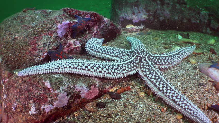 A striking starfish with intricate patterns slowly moves its arms across rugged rocks and sandy patches on the pristine seabed.