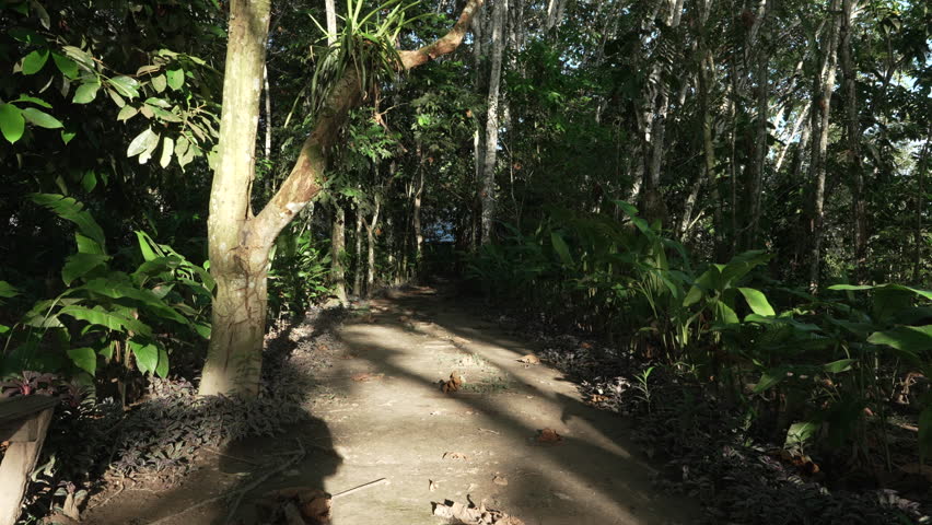 Slow motion view of a wooden boardwalk path in the Amazon jungle