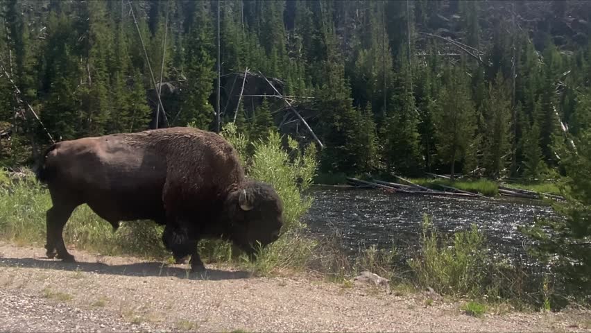 Large American bison walking along a roadside beside water and dense conifer forest, a scene typical of wildlife areas in the western United States