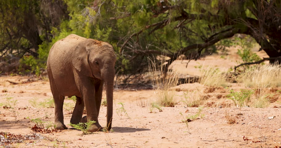 Vulnerable, rare desert elephant (Loxodonta africana) calf seeking protection under mother