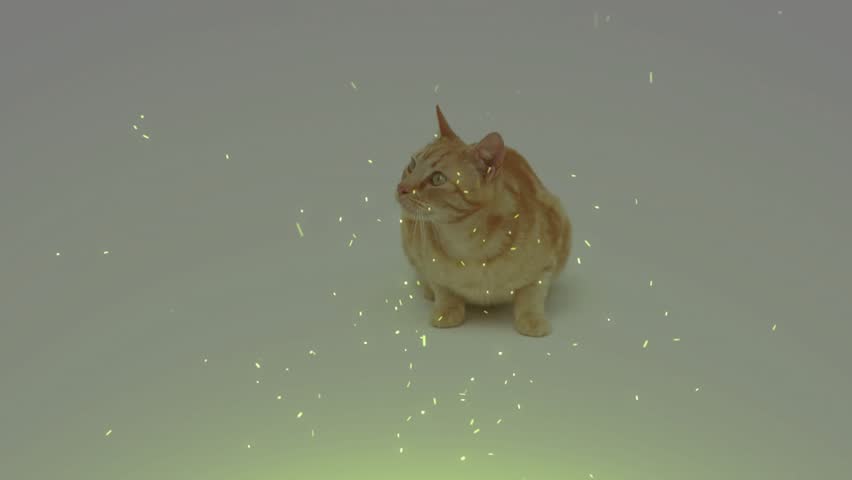 Orange tabby cat tracking particles settling around paws, lifting head, flicking tail, marketing. Feline, studio, glow, sparkles, gray, green, minimal