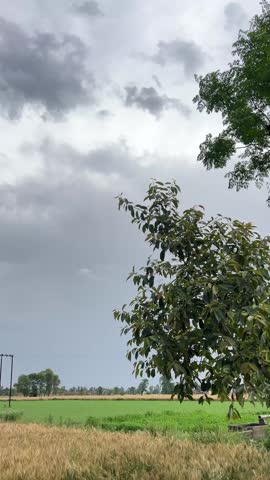 Scenic rural farmland landscape with golden crops under a cloudy sky, featuring dramatic monsoon clouds moving above agricultural fields. Peaceful countryside scene with trees, electric poles, and natural environment, capturing the beauty of village life and changing weather conditions.