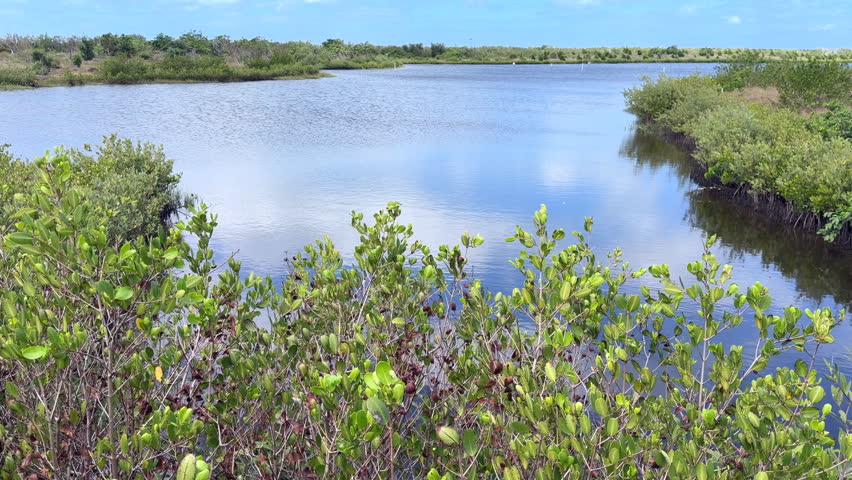 Mangrove (unidentified species) growing along edges of a scenic lagoon in Robinson Preserve, an area of recent habitat restoration along the Gulf Coast of Florida. Motifs of ecological engineering.