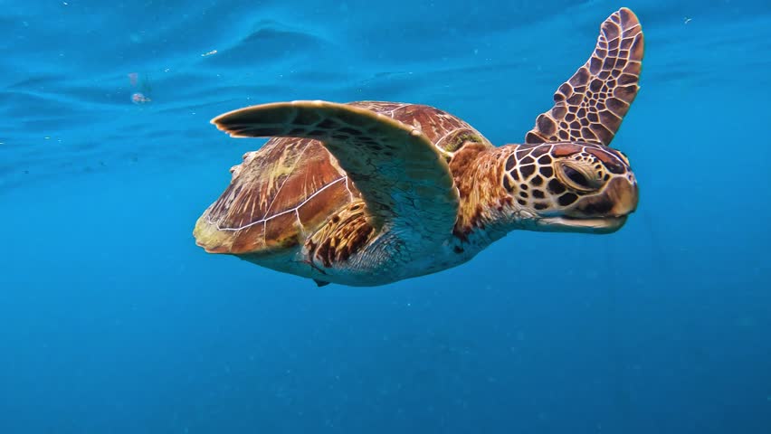 A young woman swims underwater alongside a green sea turtle in the clear blue ocean of Moalboal, Cebu, Philippines.