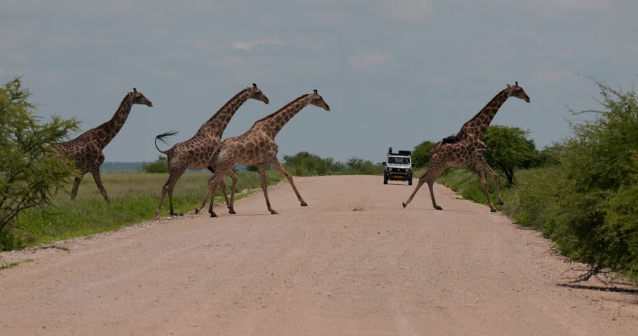 A herd of Angolan giraffes (Giraffa angolensis) galloping across a red dirt road in Etosha National Park, Namibia. Slow-motion wide shot.