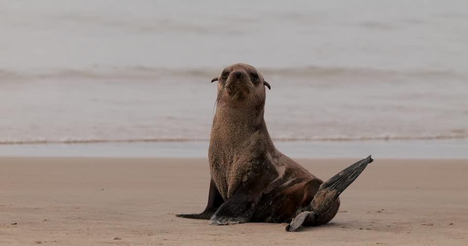 Cute Cape fur seal sitting on sand and scratching with its flipper. Slow-motion shot.