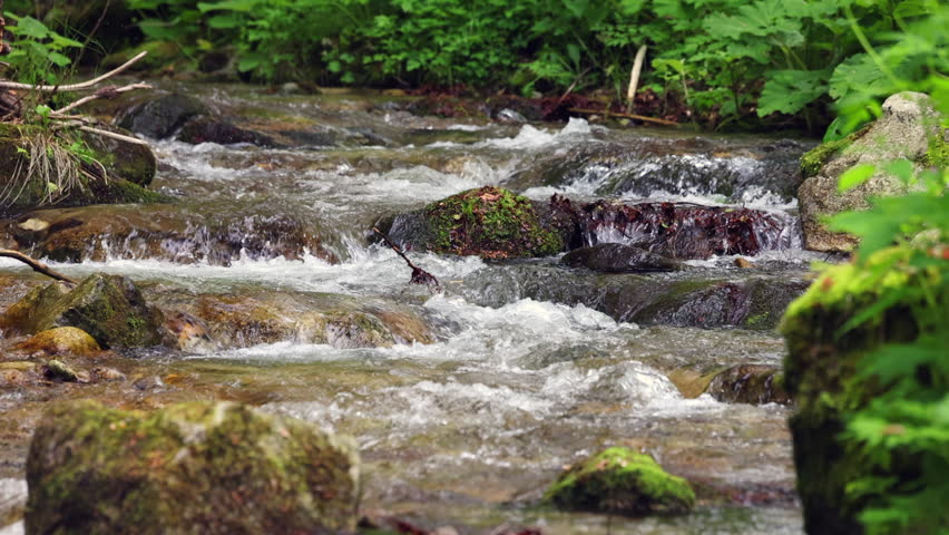 Rapid mountain stream with moss-covered stones. Clear mountain stream flows over mossy rocks. Water splashes through forested terrain. Greenery frames the rushing water. Scene shows nature