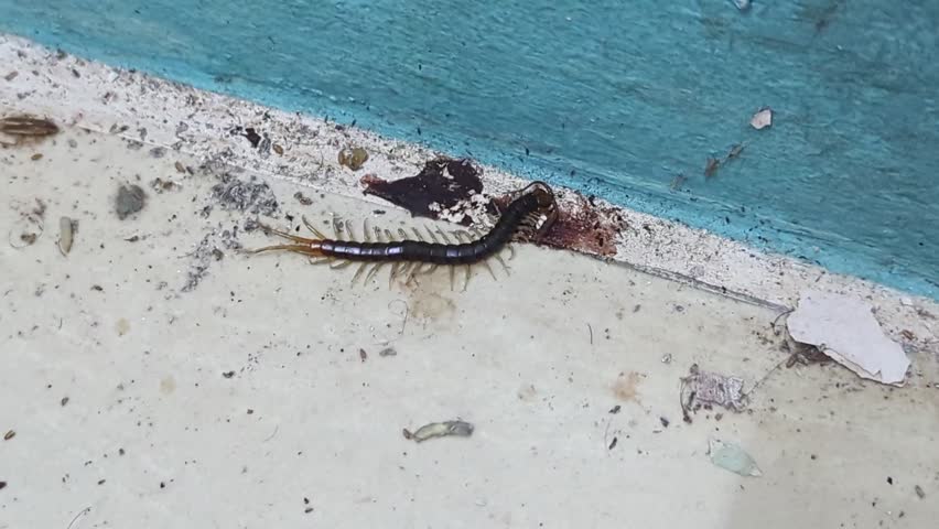 Close-up footage of a live centipede feeding on organic matter and dirt on the floor near a bathroom wall. The shot captures the arthropod
