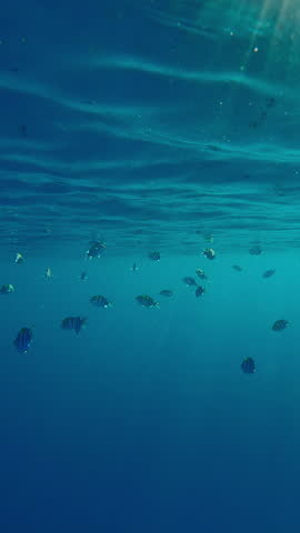School of Indo-Pacific sergeant swim below top water reflected in it. Sergeant major fishes in blue water on sunlight. Tropical fish swims under surface in sunshine against blue water, Red Sea, Egypt