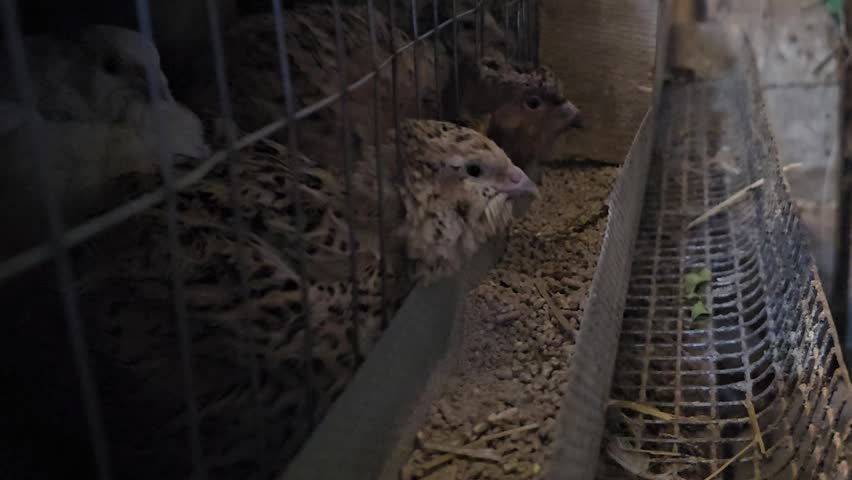 Small gray chicks in cage looking at grain curious baby chickens farm animals