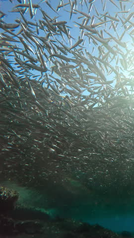 Silhouettes of numerous Silversides Atherina hung like large grey cloud below water surface, sun