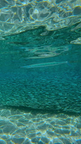 Sleek Needlefish patrolling edge of never-ending Atherina stream swims in crystal-clear water. Massive shimmering school moves in synchronicity like single living organism, forming dense silver wall, Red Sea, Egypt