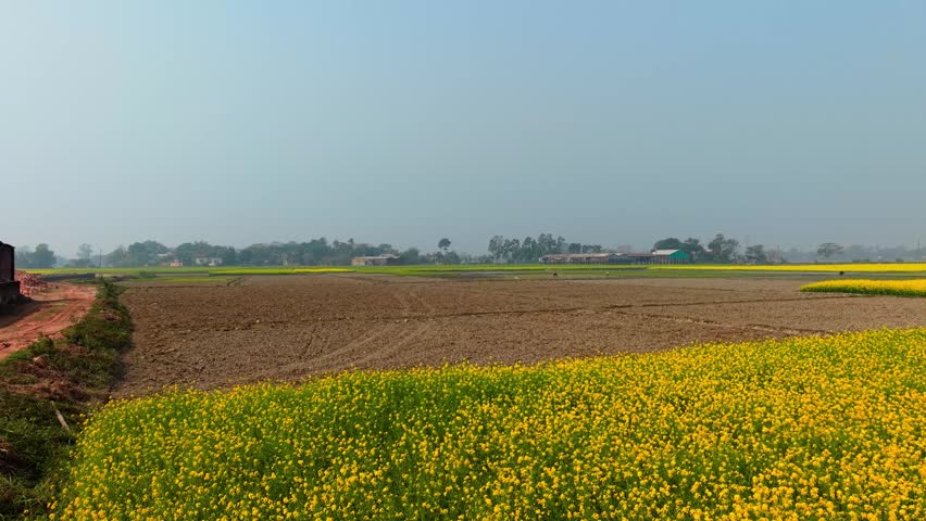 Rural landscape with vibrant yellow flowers and plowed field under clear blue sky green dirt