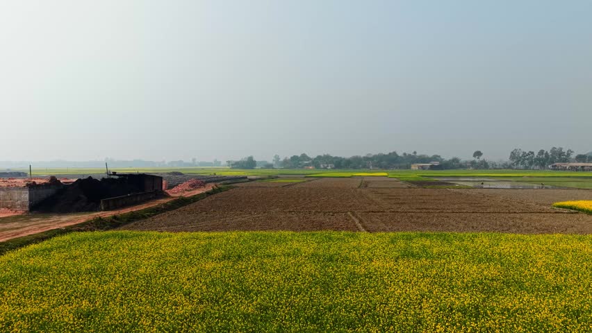 Rural landscape with fields of yellow flowers and plowed land field flower green brown dirt