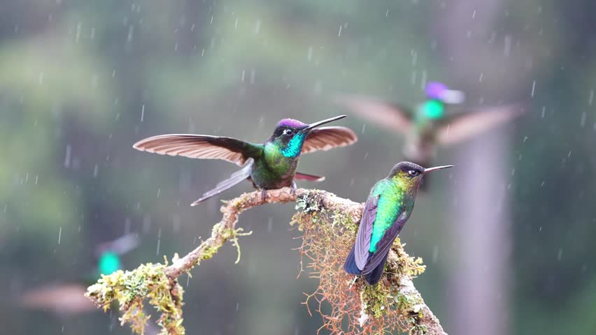 Vibrant Talamanca Hummingbird Male Displaying in the Tropical Rain in Stunning Slow Motion
