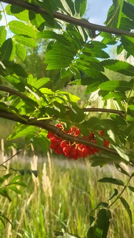 Green rowan tree branches with developing red berries in a field
