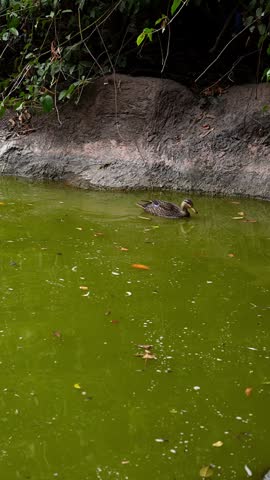 Female mallard duck swimming in a green pond