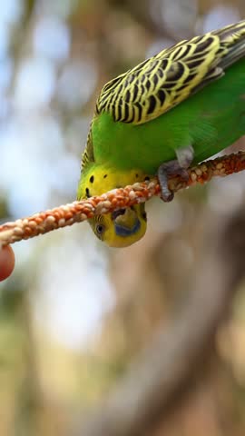 Male Australian budgerigar, vibrant green, eating seeds from a stick