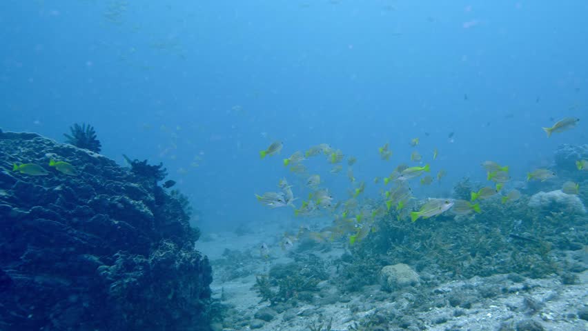 A school of striped snappers swims in the water column near the bottom of a tropical sea.