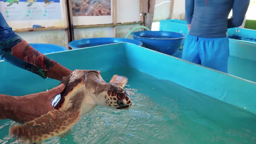 Close-up conservationist carefully holding a rescued sea turtle as it moves its flippers over a treatment tank.