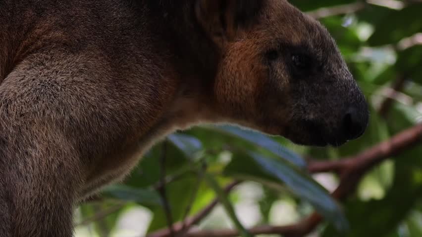 A detailed close-up shot of a tree kangaroo moving its head through lush tropical leaves.