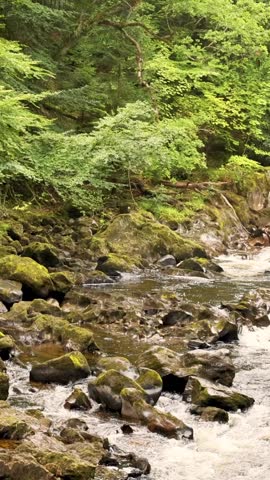 A vertical shot of white water flowing through dark mossy rocks in a lush forest.