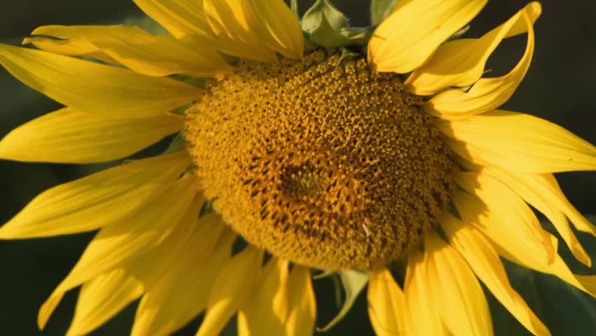 A detailed macro shot of a blooming sunflower head swaying gently in warm natural light.