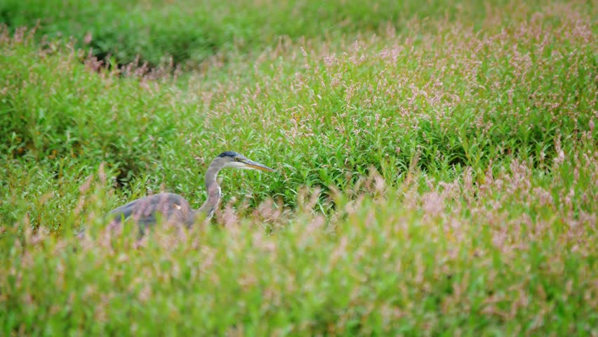 Great Blue Heron in Wildflower Field