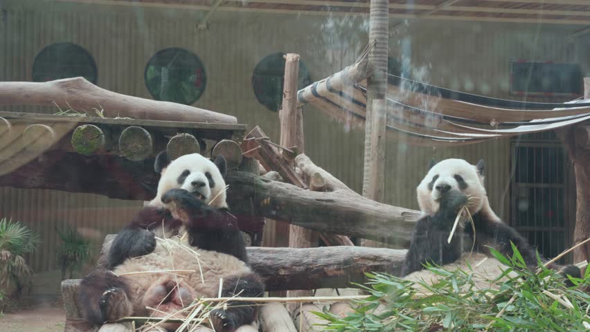 Static wide shot of two adult giant pandas sitting and eating bamboo inside zoo enclosure with wooden log structures and straw, viewed through glass, Chongqing, China.