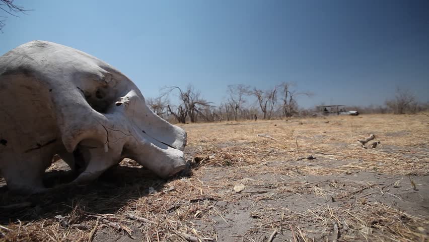 A wide shot of a Game vehicle drives past elephant skull . The vehicle is in the